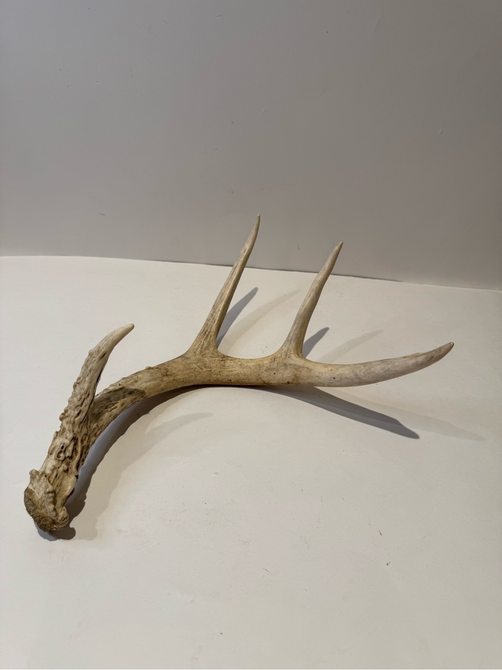 Real Natural Deer Antler Shed | Rustic Cabin & Farmhouse Decor Accent - Picture 4 of 6